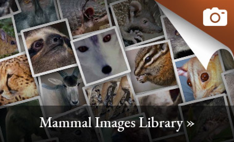 Homepage | American Society Of Mammalogists